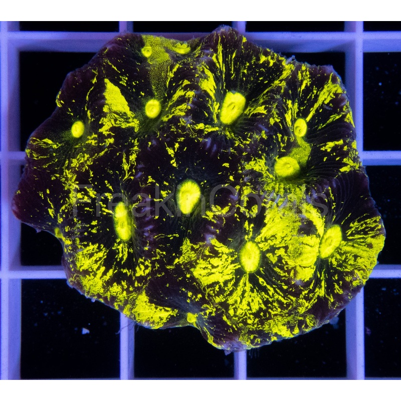 FK Splashed Fluor Yellow Paulensis