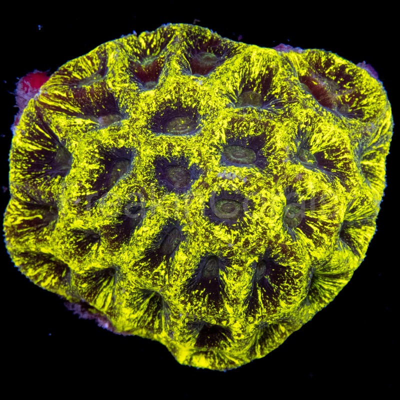 FK Toxic Fluor Warpaint Favites Colony