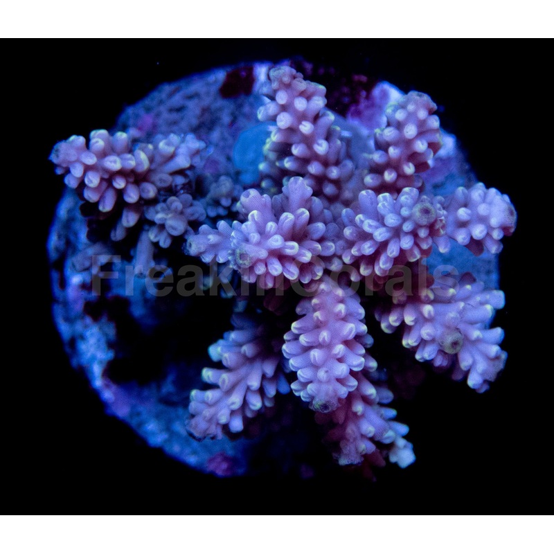FK Yellow Cup Gemmifera