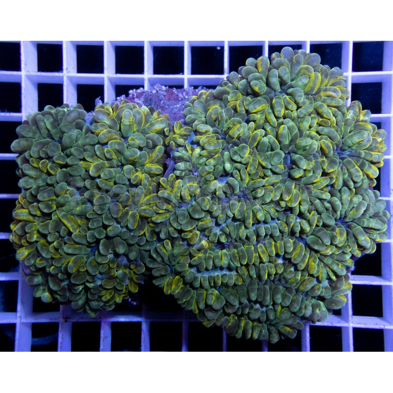 Grafted Physogyra lichtensteini (Collector Coral)