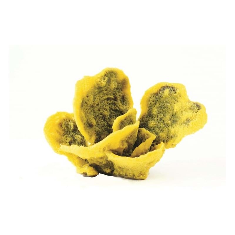 Natureform Coral Antler Yellow/Purple Montipora sp. 11 x 10 x 13cm-9766