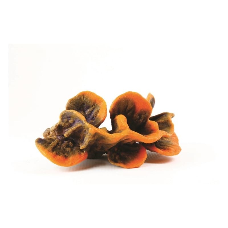 Natureform Coral Cup Orange/Blue Tubinaria sp. 20.2 x 15 x 12cm~ 9769