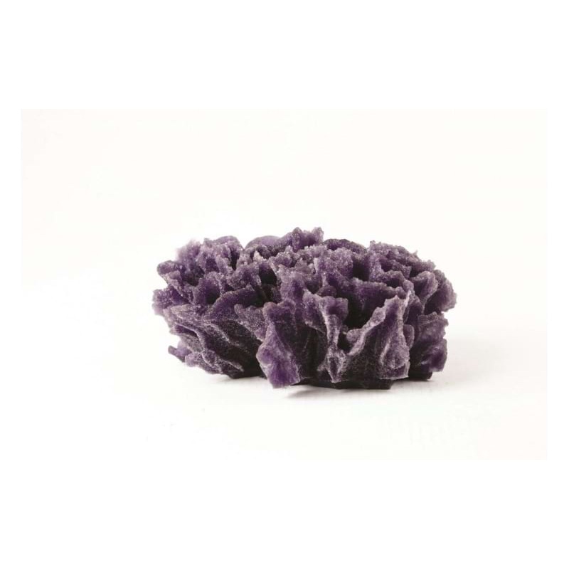 Natureform Coral Lettuce Purple Pavona sp. 13.5 x 10 x 6cm - 9777