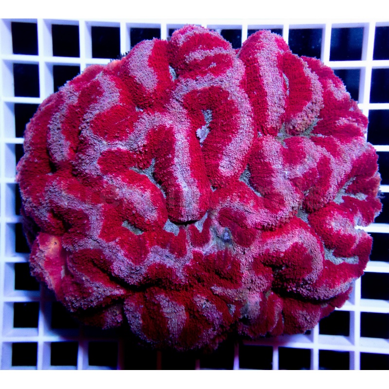 Pink & Blue Symphyllia