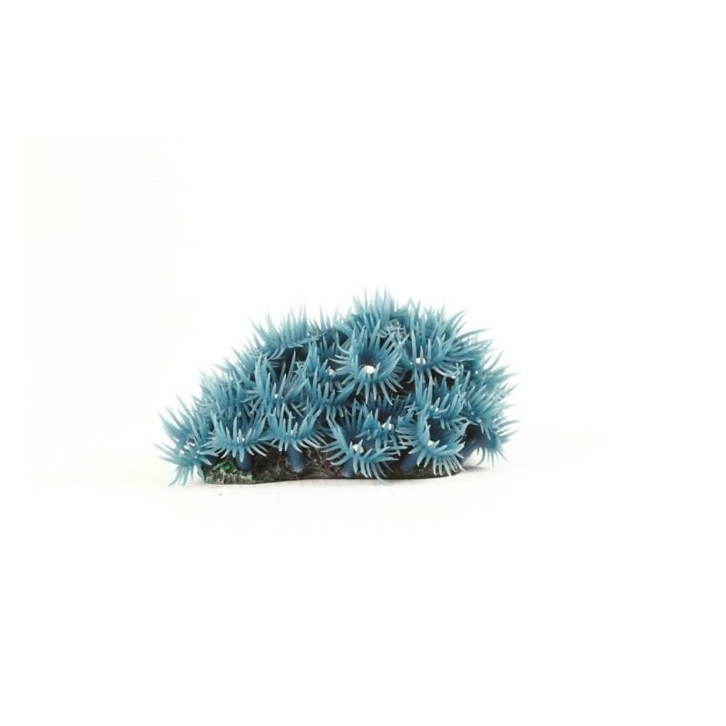 Button Polyp Colony Blu Blue Palythoa sp. 8.5 x 6.5 x Natureform Coral - 9748