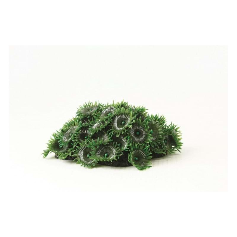 Button Polyp Colony Grn Green Palythoa sp. 8.5 x 6.5 x Natureform Coral- 9749