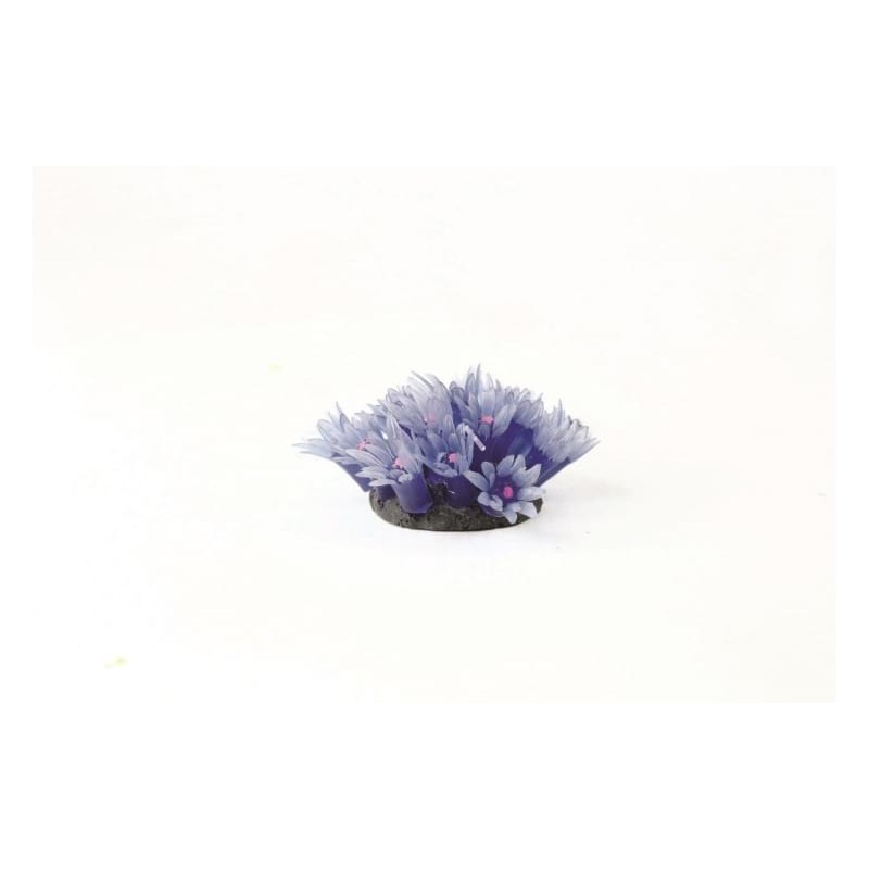 Button Polyp Colony Palythoa sp. 3.5 x 3.5 x Natureform Coral
