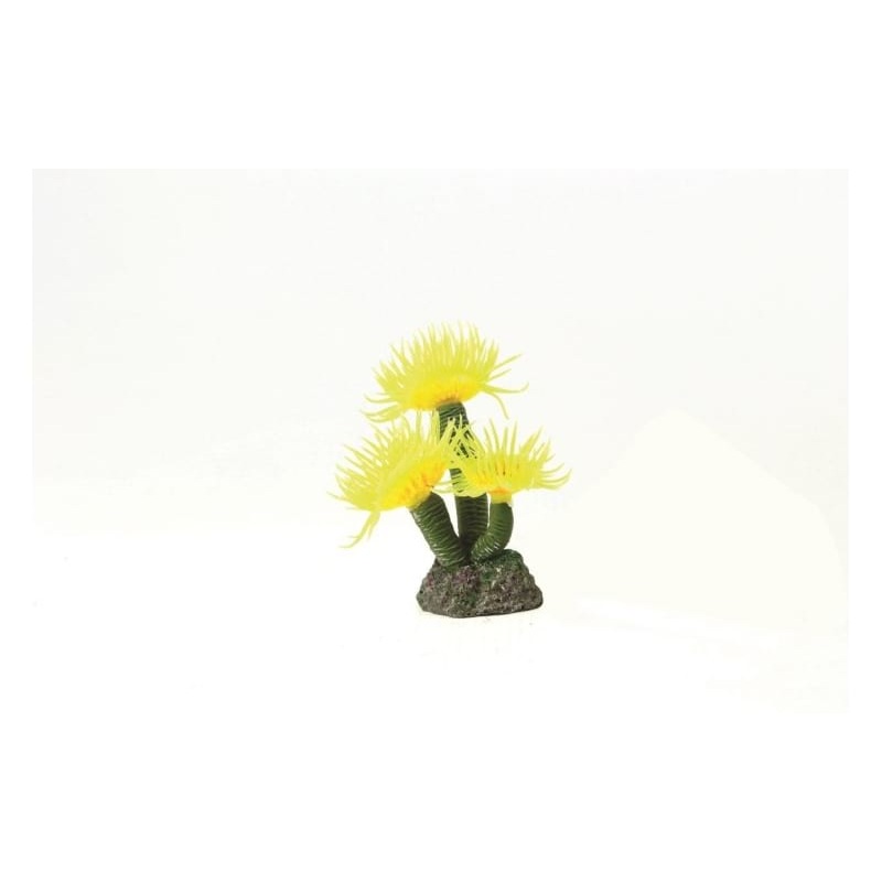 Feather Duster Sabellastarte sp. 3.5 x 3 x 8c Natureform Coral