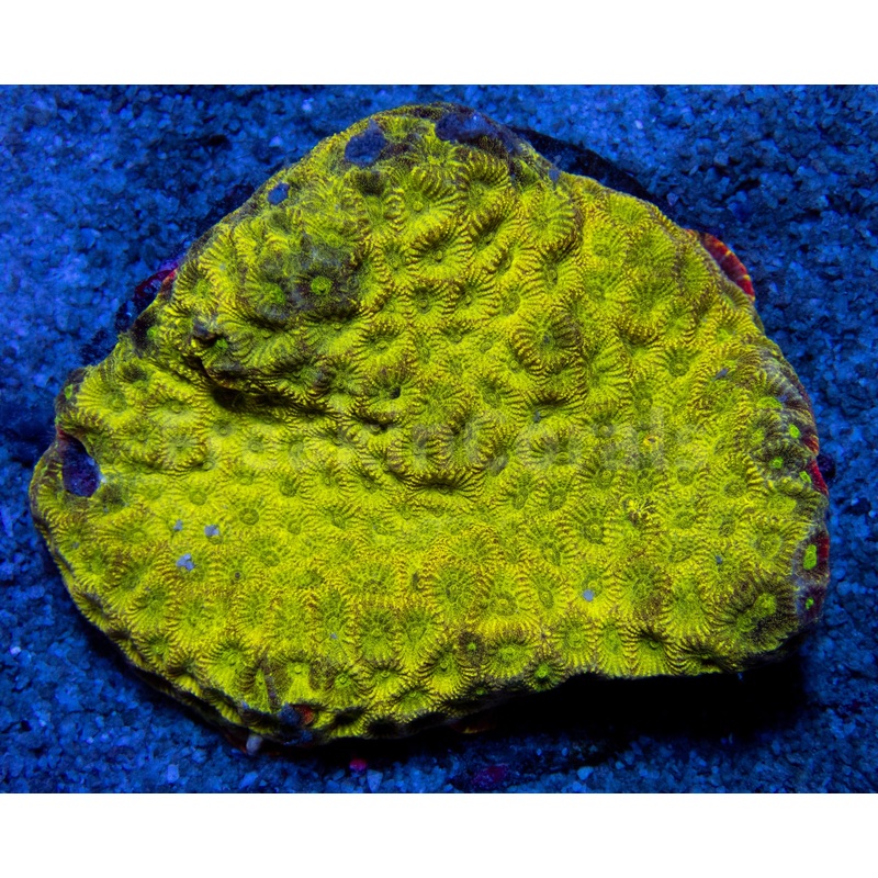 FK 24K Favites Colony (Rare Color) FK643