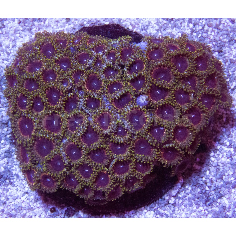 FK Black Spider Zoanthus (New Color and Morph)