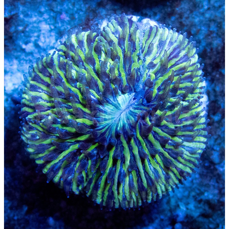 FK Blue & Green Fungia