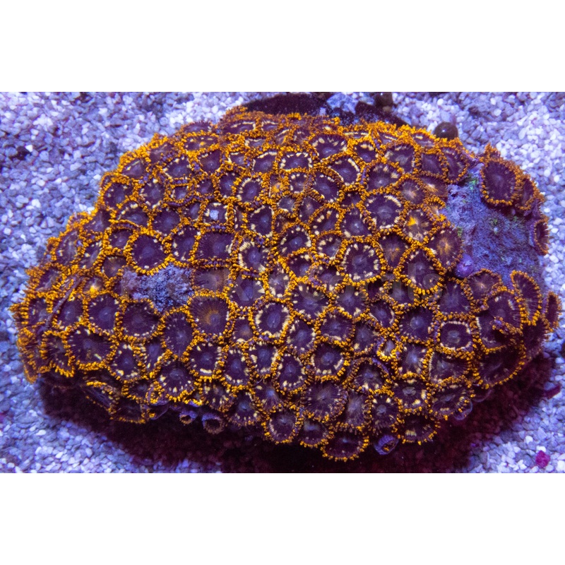 FK Bumbble Bee Zoanthus (New Color and Morph)