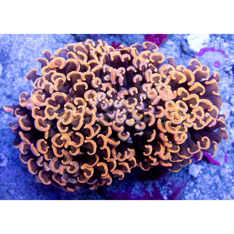 FK Darwin Gold Ancora