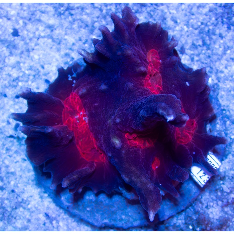 FK Diablo Pectina (Collector Coral)