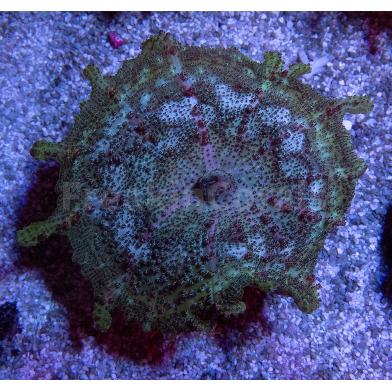 FK Discosoma neglect (New Discosoma Specimen)