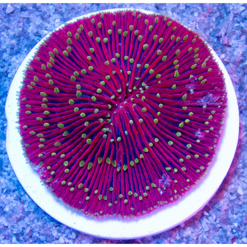 FK El Diablo Fungia (Collector Coral) FK529