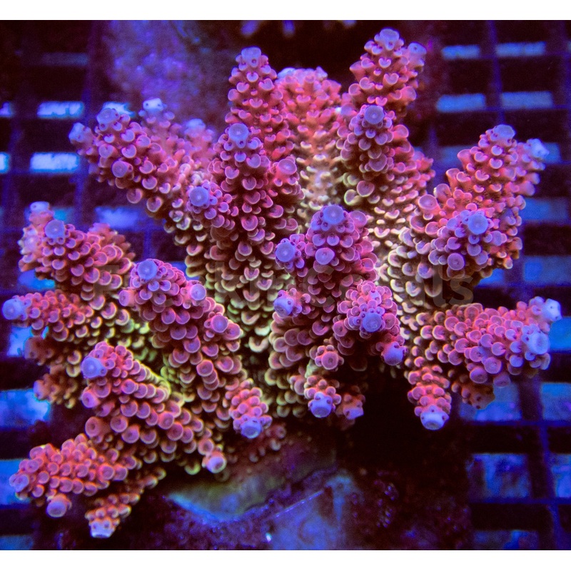 FK Fire Drop Acropora spp.