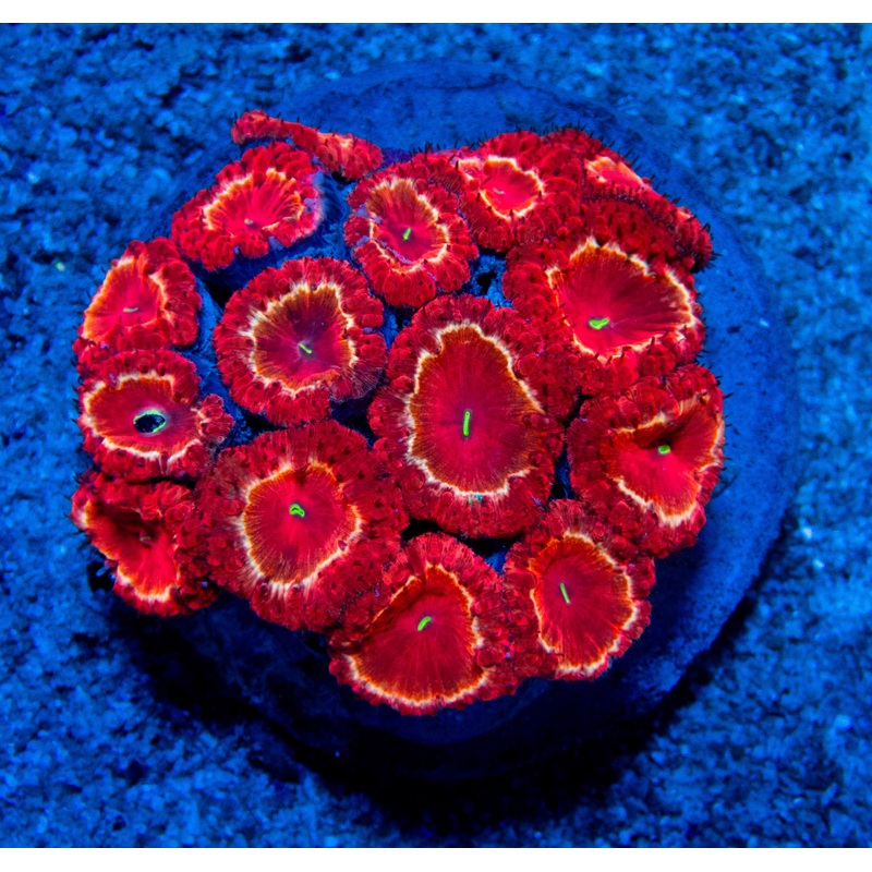 FK Fire Ring Blatomussa Colony