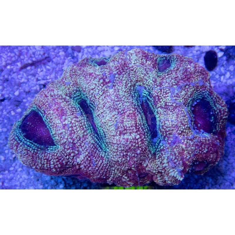FK Green Apple Bowerbanki Acanthastrea FK210