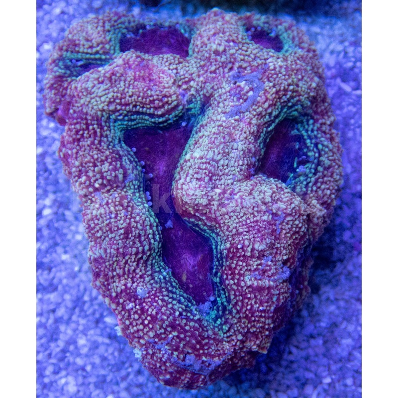 FK Green Apple Bowerbanki Acanthastrea FK400