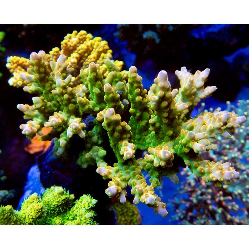 FK Green Digger Acropora (Signature Corals)