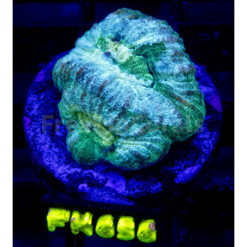 FK Green Eye Favia FK656