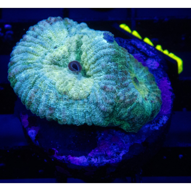 FK Green Eye Favia FK662