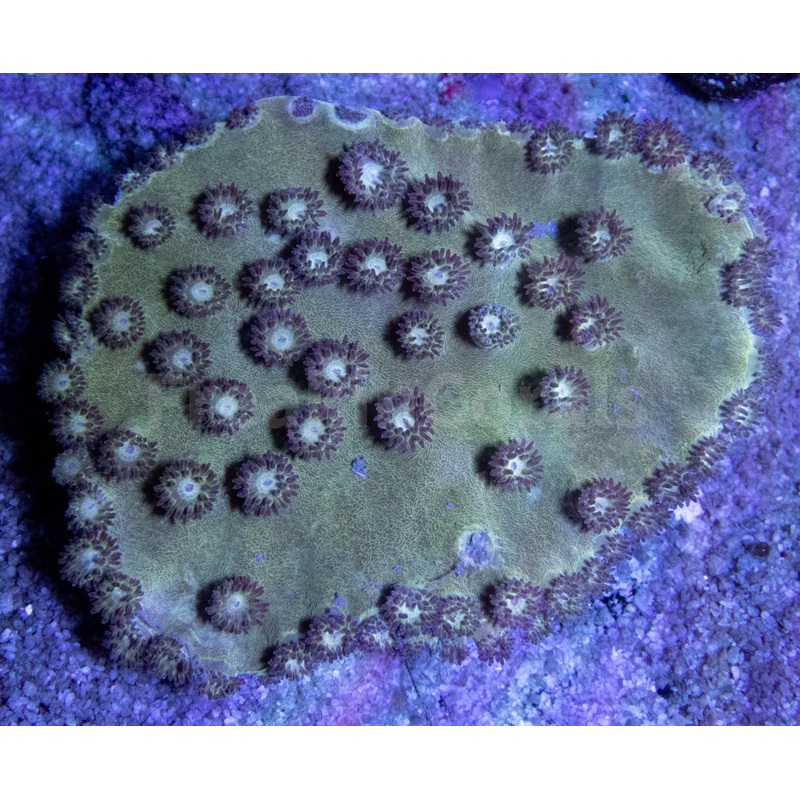 FK Green Peltata Turbinaria (Colony) FK560