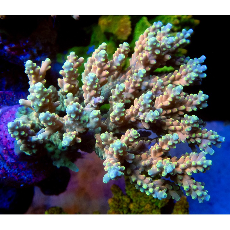 FK Latistella Indo Acropora (Cut to Order)