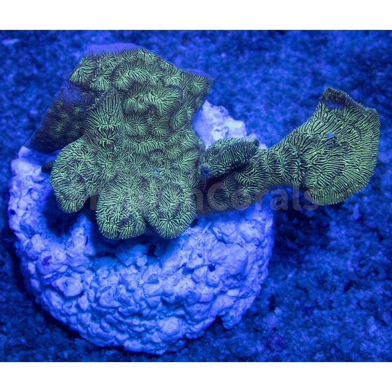 FK Leaf Green Pavona