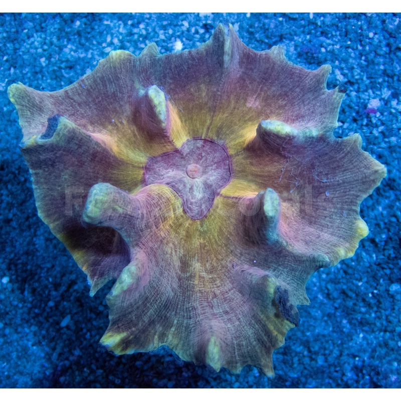 FK Mastergrade Gold Pectina (Collector Coral - Ultra Color)