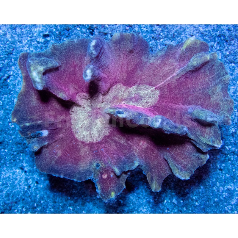 FK Mastergrade Gold & Red Pectina (Collector Coral - Ultra Color)