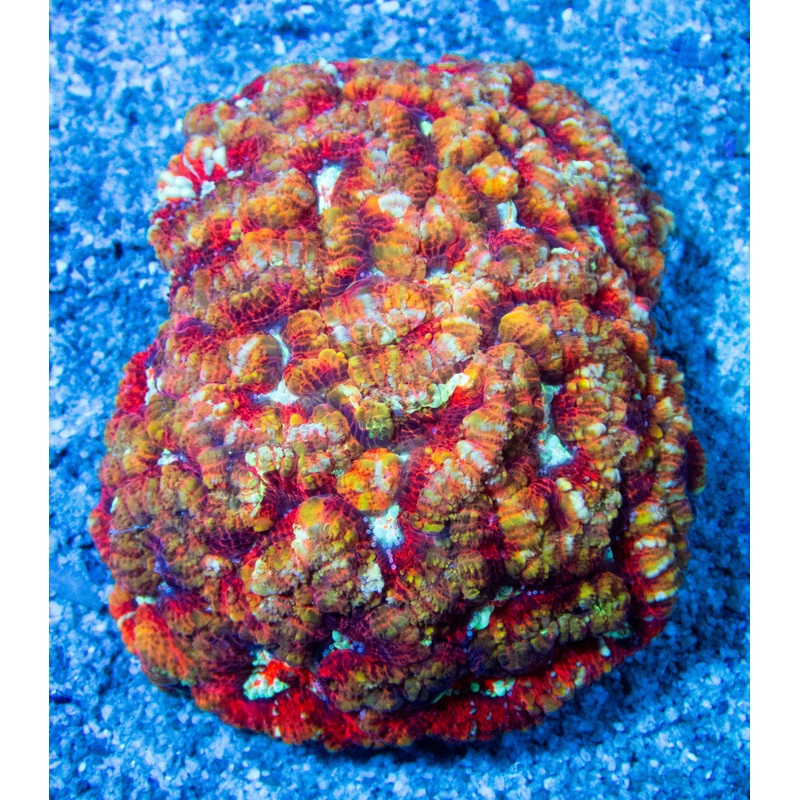 FK Mastergrade Rainbow Wilsonni Aussie (Collector Coral) FK279