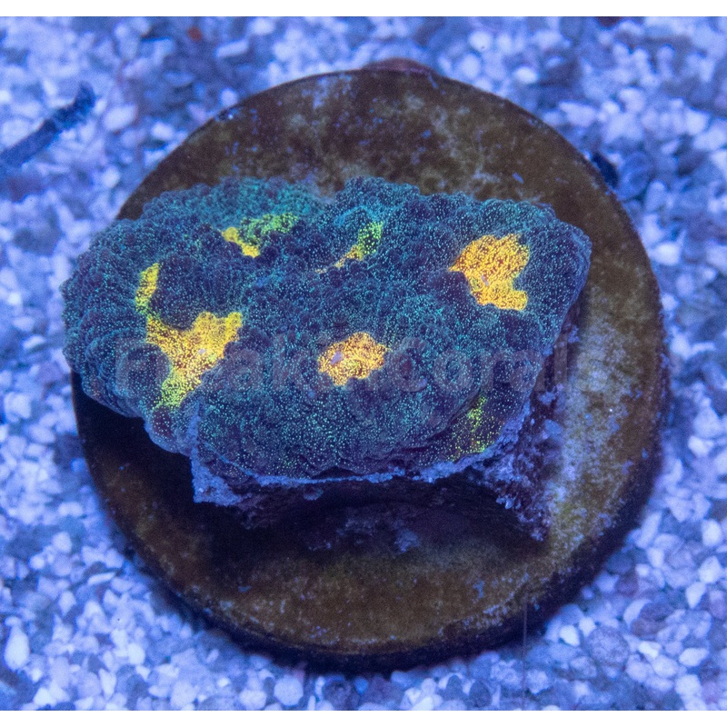 FK Mias Pot of Gold Favia (Signature Coral)