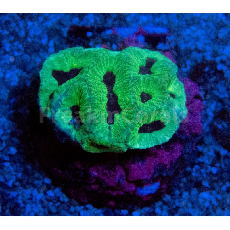 FK Mint Green Black Hole Plarygyra