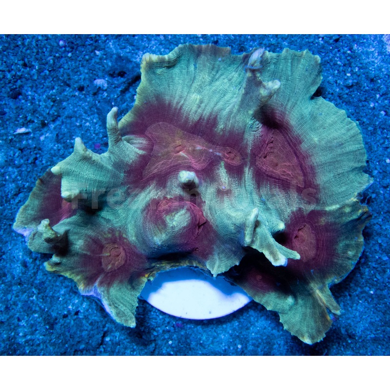 FK Navy Blue  Red Mouth Pectina (Collector Coral - Ultra Color)