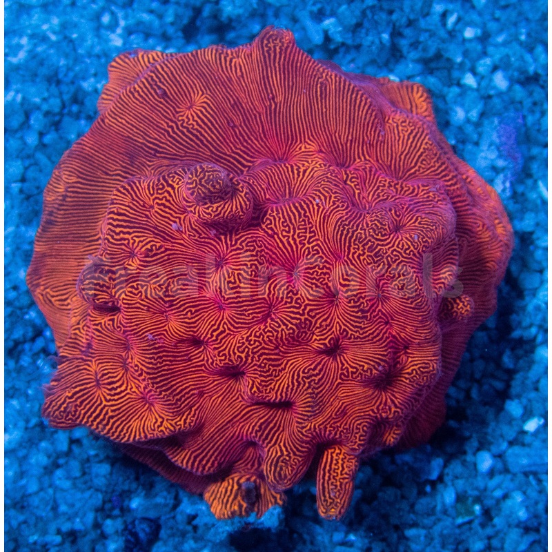 FK Orange Leptoseris FK1099
