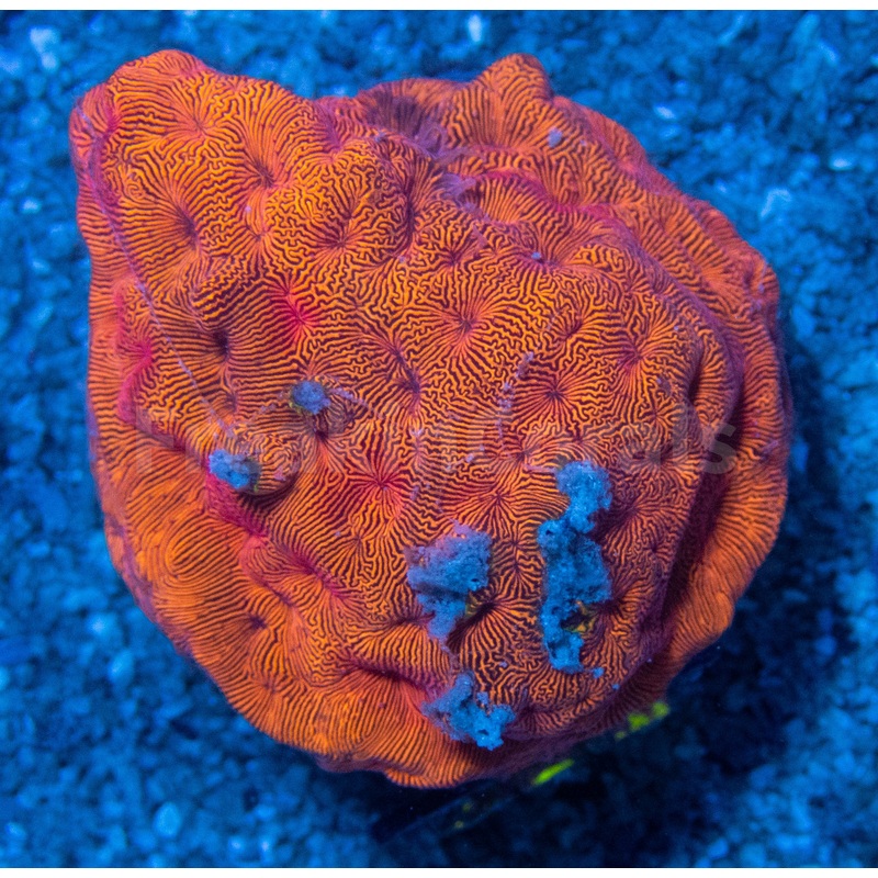 FK Orange Leptoseris FK1176