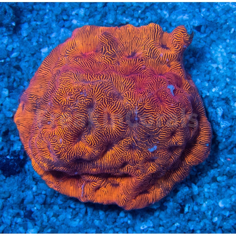 FK Orange Leptoseris FK1247
