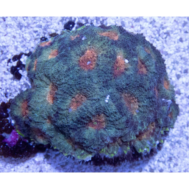 FK Orange Mouth Green echinata mini colony