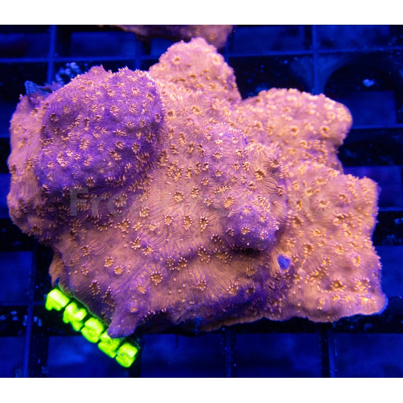 FK Orange Pavona Maldivensis FK325