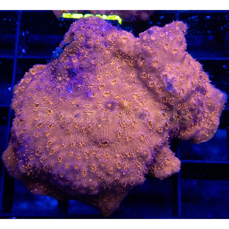 FK Orange Pavona Maldivensis FK375