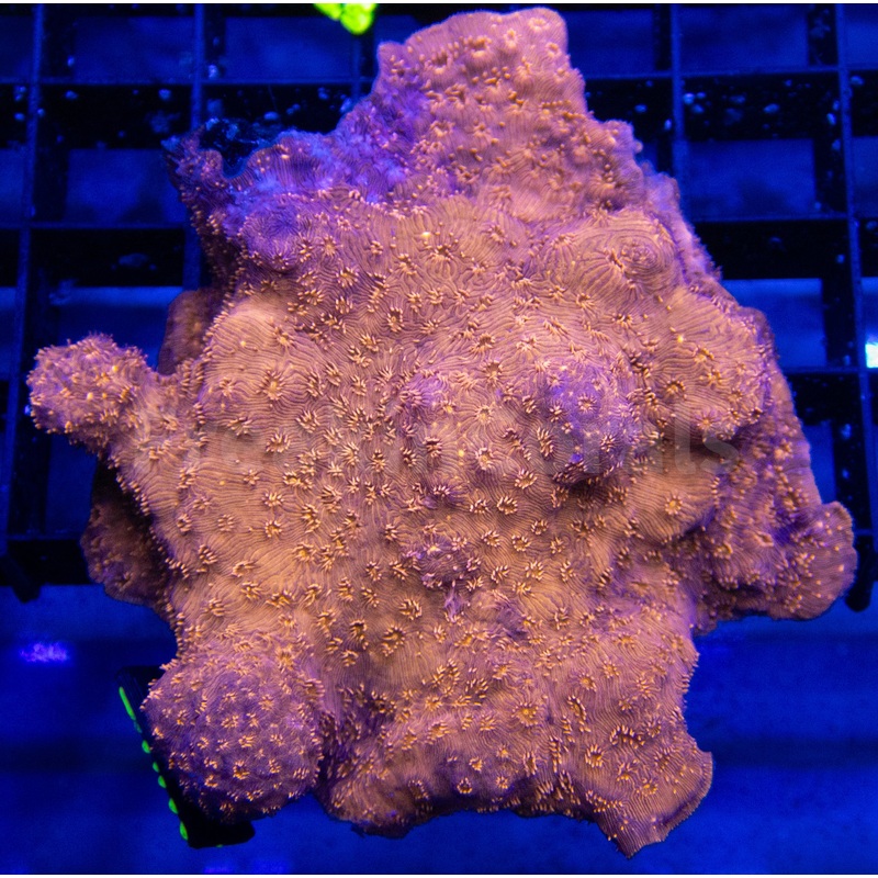 FK Orange Pavona Maldivensis FK412