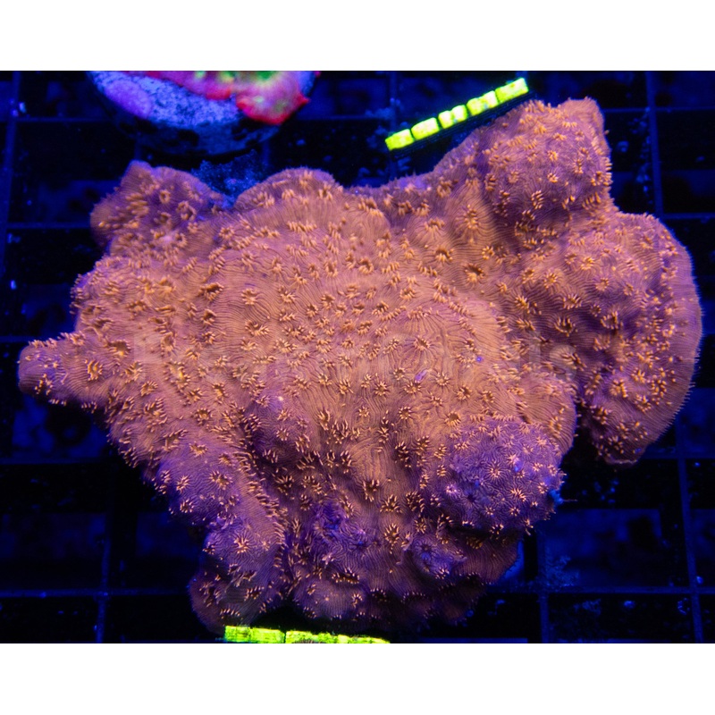 FK Orange Pavona Maldivensis FK489