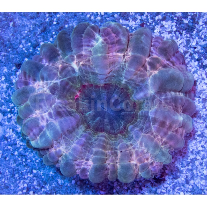FK Pink & Green Storm Cynarina (Rare Color and Pattern)