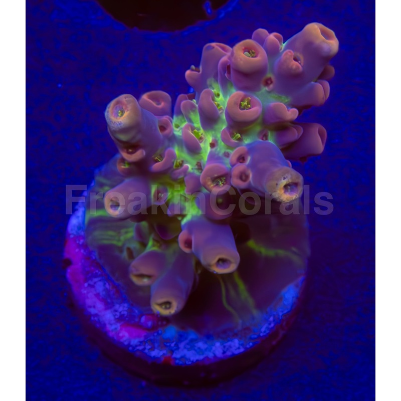 FK Purple & Green Acropora