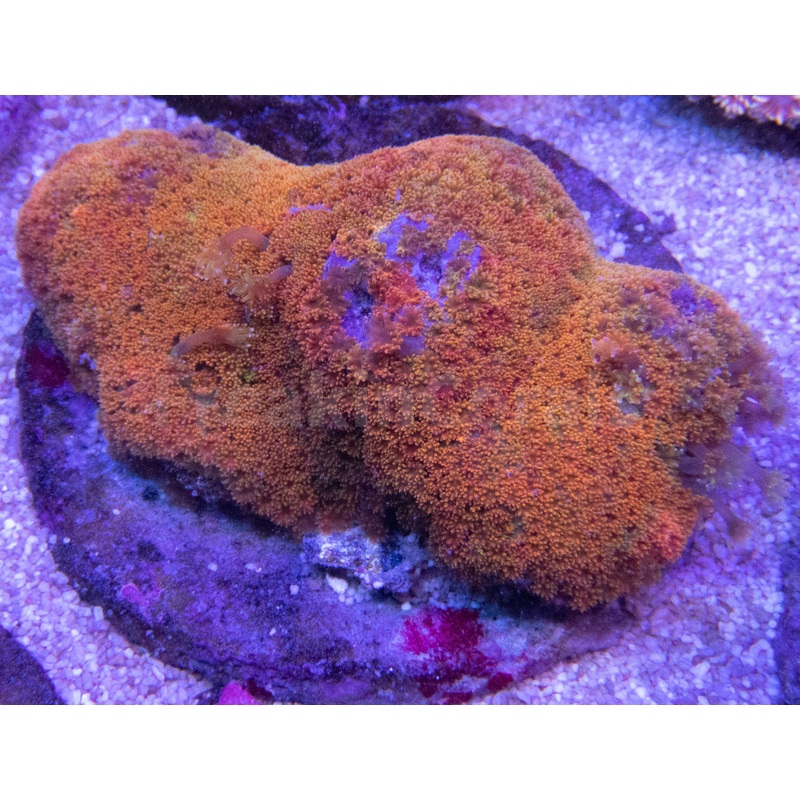 FK Rainbow Bernardopora Colony FK1385