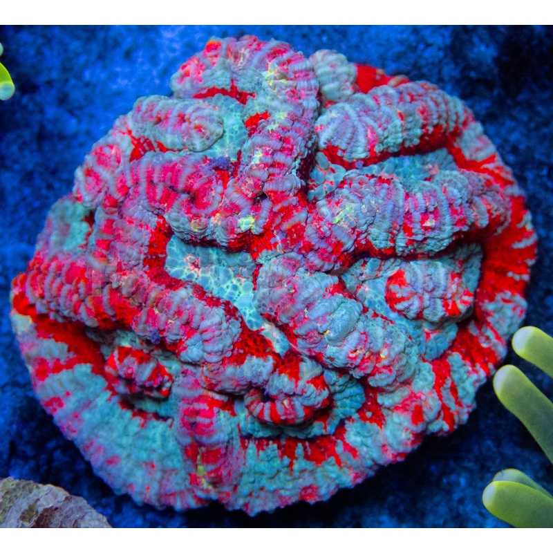 FK Rainbow Blue Wilsonni Colony (M Piece)