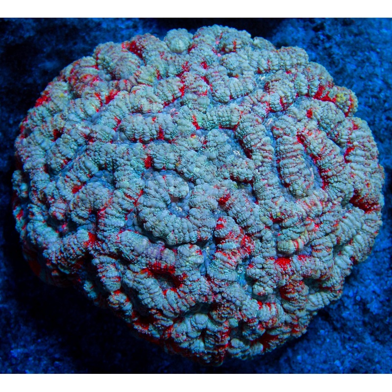 FK Rainbow Blue Wilsonni Colony (XXL Piece)