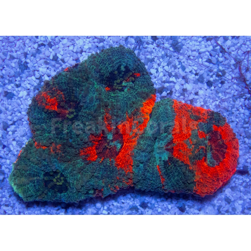 FK Rainbow Echinata Acanthastrea